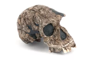 Homo habilis - Muséum national d’Histoire naturelle